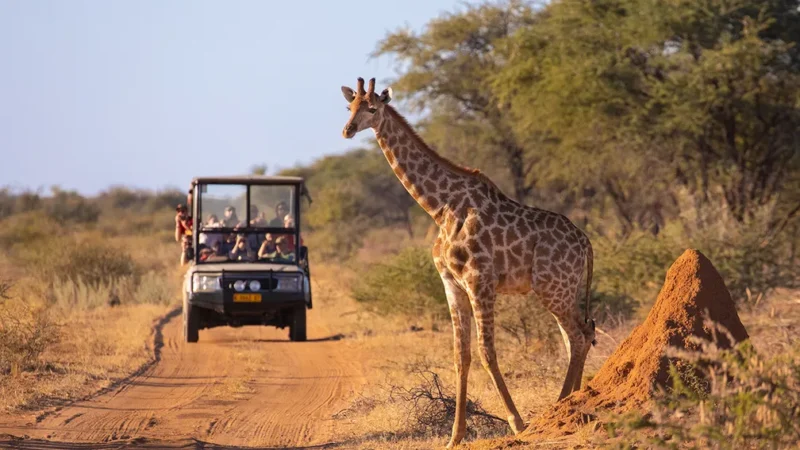 Mombasa Safari and Beach Holiday—Where Wildlife Meets Coastal Beauty