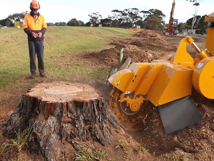 Which Season Is Best for Stump Grinding?