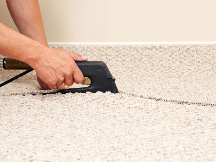 A Complete Guide on How to Handle Carpet Insect Damage