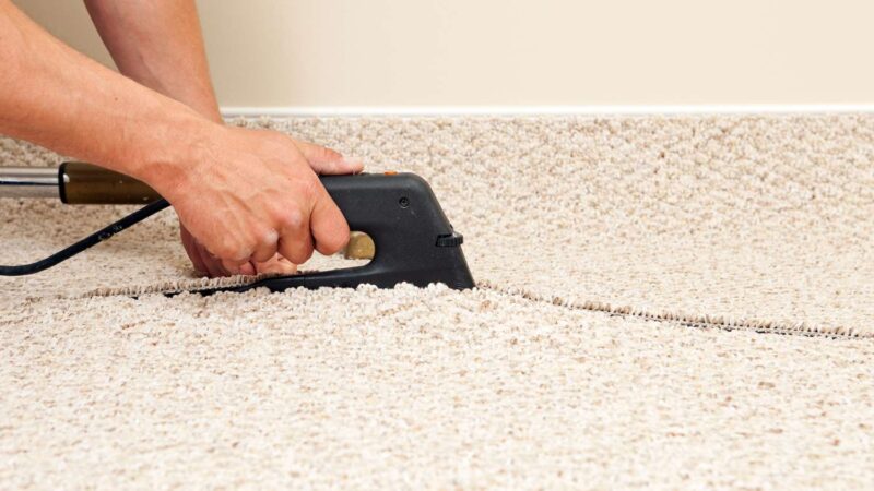 A Complete Guide on How to Handle Carpet Insect Damage