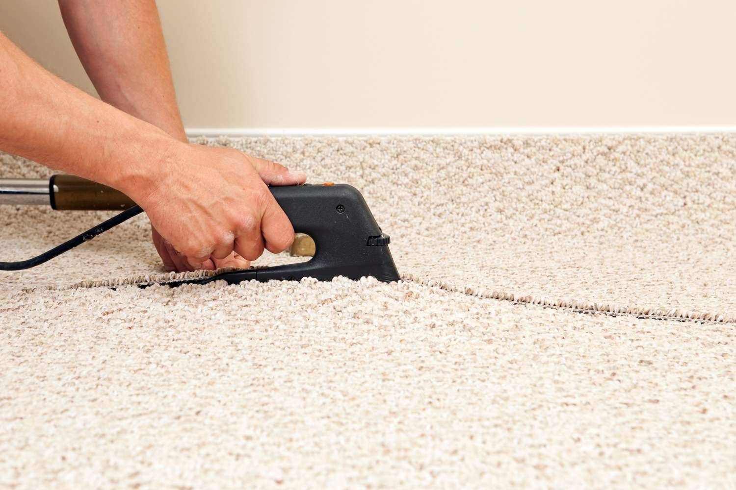 A Complete Guide on How to Handle Carpet Insect Damage