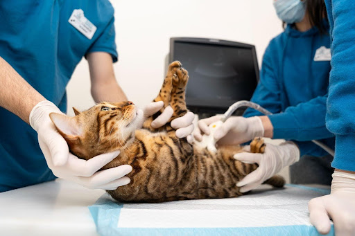 What Elements Affect Dubai’s Pet Stomach Endoscopy Prices?