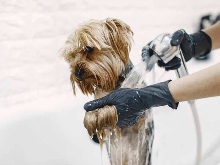 4 Pet Grooming Trends Pet Owners in Abu Dhabi Should Know About