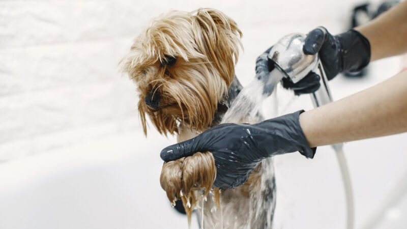 4 Pet Grooming Trends Pet Owners in Abu Dhabi Should Know About
