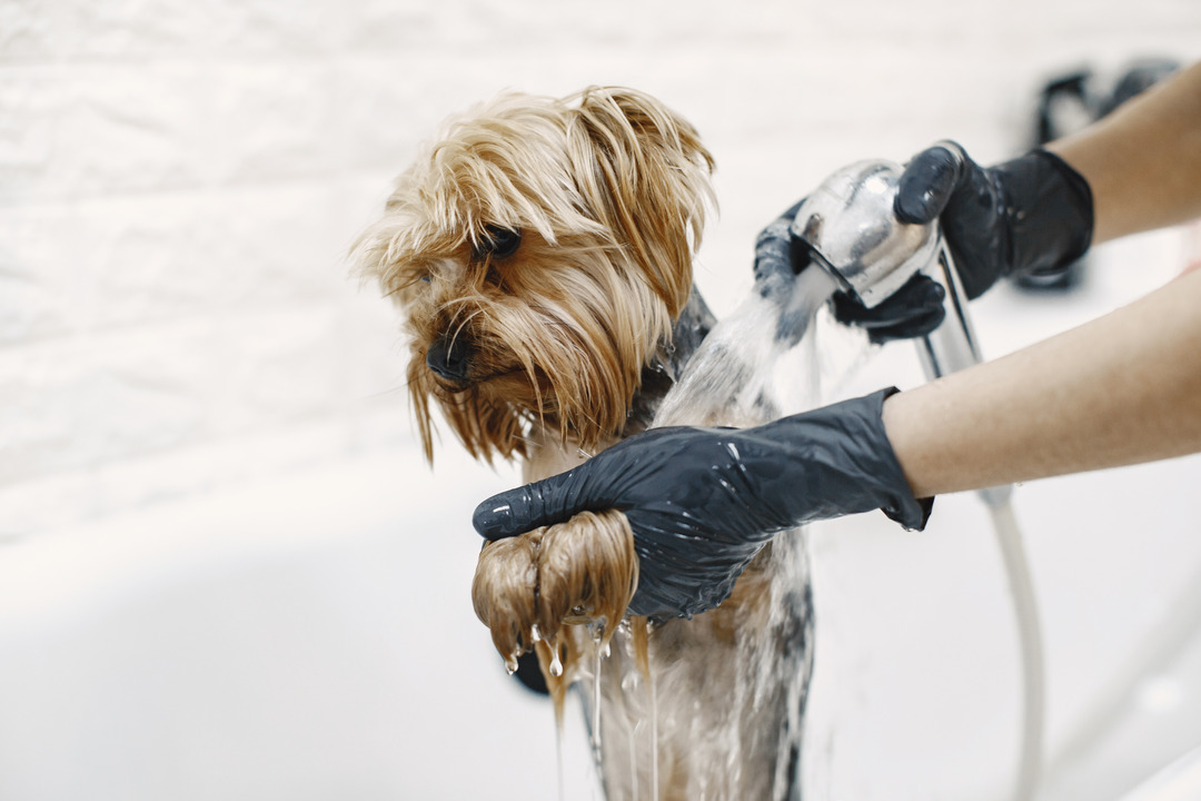 4 Pet Grooming Trends Pet Owners in Abu Dhabi Should Know About
